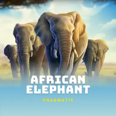 African Elephant